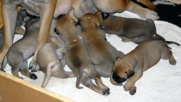 3,5 viikkoa/weeks